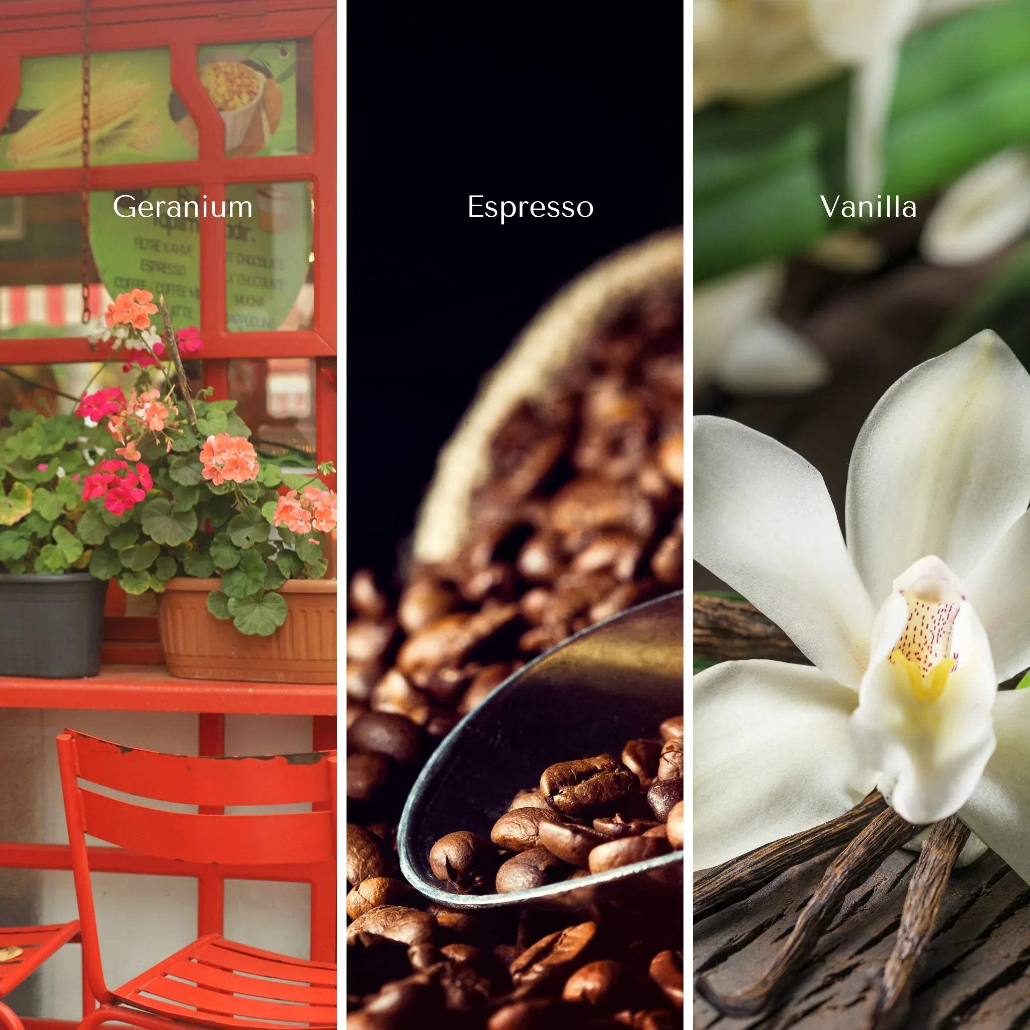 Three main notes of the boulevard brew- Geranium, Espresso, and Vanilla; non-toxic, eco-friendly ingredients.